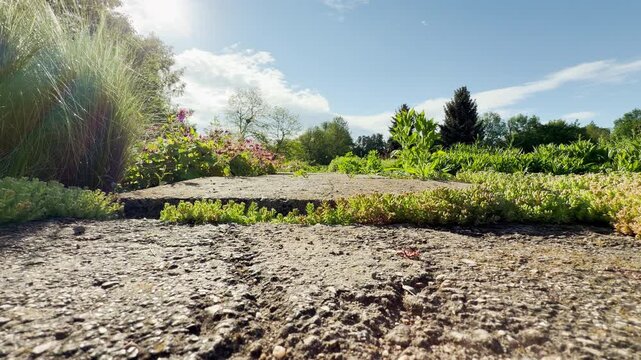 Low sedum succulents grow along a stone path in an open park. Warm sunshine highlights the green garden beds and tall ornamental grass under a clear blue sky.