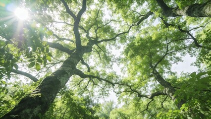 Fototapeta premium Sunlight filters through dense green leaves on large tree branches in forest