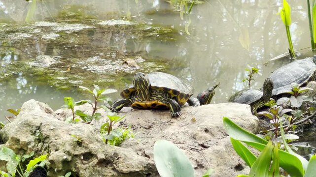 Several red-eared sliders and pond turtles rest on rocky banks near a calm pond. Their peaceful sunbathing behavior is accompanied by the bustling, distant background chatter of a public spring park.