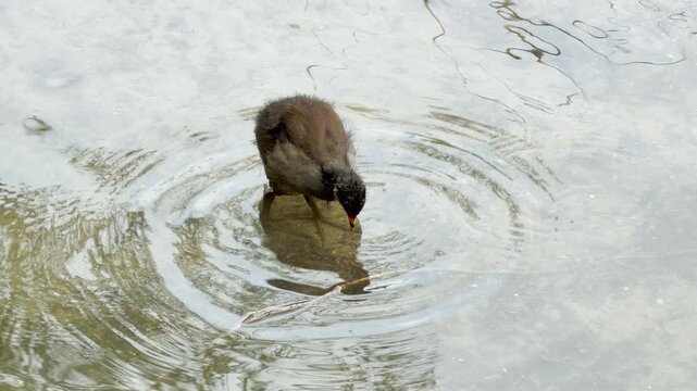 A single moorhen chick stands still in shallow water while looking downward. Its delicate movements generate gentle concentric ripples, combining with the ambient sound of a bustling spring park.