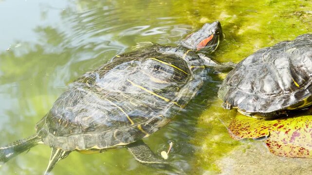 Two red-eared slider turtles rest on a mossy concrete edge near the water. Their peaceful basking matches the distant, ambient hum of a busy city park in the spring.