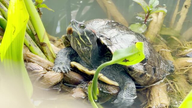 A single red-eared slider turtle sits calmly on a bed of aquatic reeds. Its peaceful resting behavior is accompanied by the refreshing sound of running water and birds singing nearby.