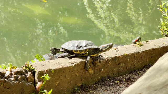 A red-eared slider turtle props itself on a concrete wall and extends its back leg. Its claws scrape slightly against the rough stone over the steady, ambient hum of the city park.