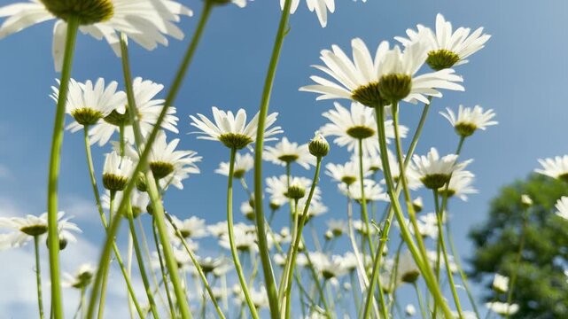 Bright white daisies reach upward into a clear blue sky. Their long green stems dance softly in the warm afternoon air. The faint hum of the city blends perfectly with the sweet singing of birds.