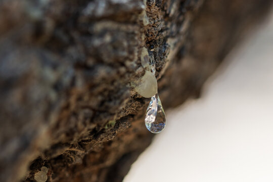 Macro shot of a pure raw mastic resin drop on tree bark, Chios mastic gum production