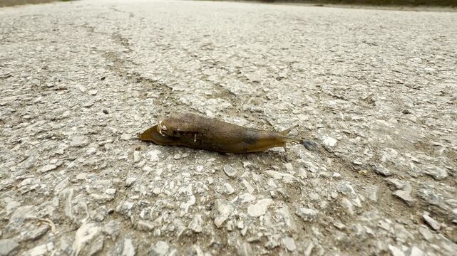 A brown slug slowly slides across the textured, cracked surface of an asphalt road. Its steady movement produces a faint, wet, squishing sound.