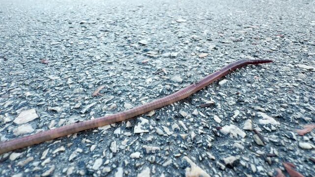 An earthworm crawls across a textured asphalt road surface. It is traveling along the ground after recent rain.