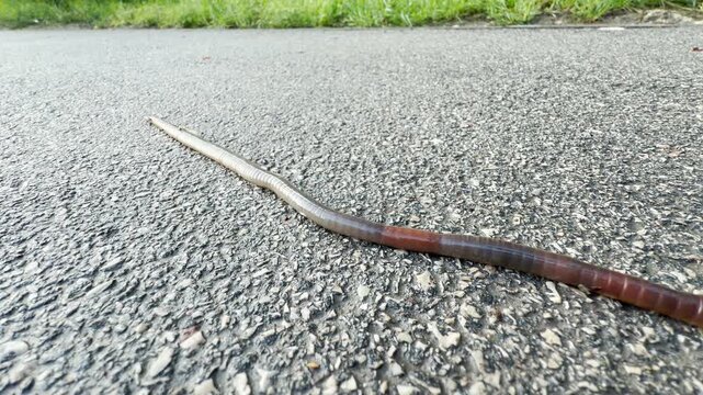 A long earthworm stretches out as it travels across a rough asphalt path. Green grass lines the edge of the paved road in the background.