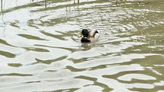 Two male mallard ducks swim actively across a murky pond. They leave noticeable white wakes in the water behind them as they move past lily pads.