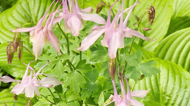 Delicate pink columbine blossoms hang gracefully above large, ribbed green hosta foliage. The slender stalks and uniquely shaped petals create a soft, elegant look in a shaded garden.