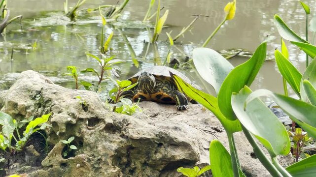 A painted turtle sits alertly on a large rock at the water's edge. It is surrounded by lush green aquatic plants and the quiet surface of a murky pond.