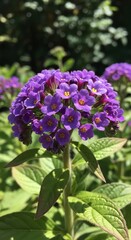 Obraz premium Vibrant Purple Heliotrope Flower Blossom in Natural Garden Setting.