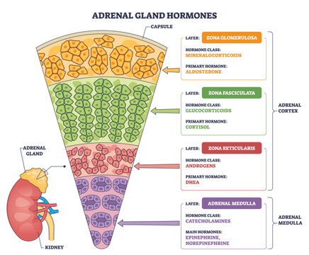 Adrenal gland hormones diagram maps cortex layers and medulla with aldosterone, cortisol, catecholamines, key objects, adrenal gland, cortex zones, medulla. Outline diagram