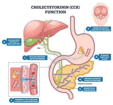 Cholecystokinin function illustrated, gallbladder releases bile, pancreas secretes enzymes, and duodenum triggers digestion and satiety across the gut-brain axis. Outline diagram