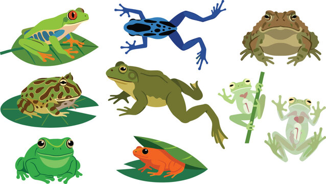 Colorful Frog and Toad Species Collection with Tree Frog Poison Dart Frog Toad and Bullfrog Nature Animal Vector Set