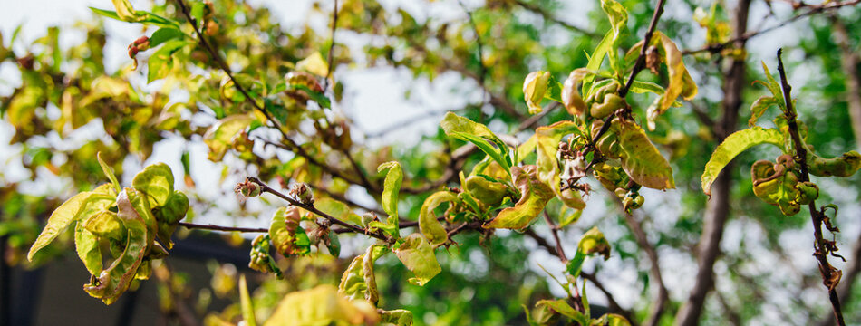 Twisting of peach leaves caused by fungus or cold. Restoration of the tree.