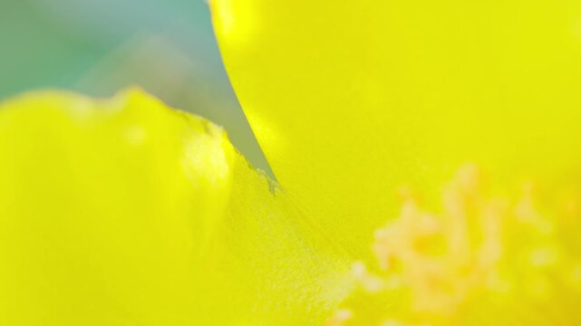  マクロ撮影で捉えたキンシバイの黄色い花びらの質感