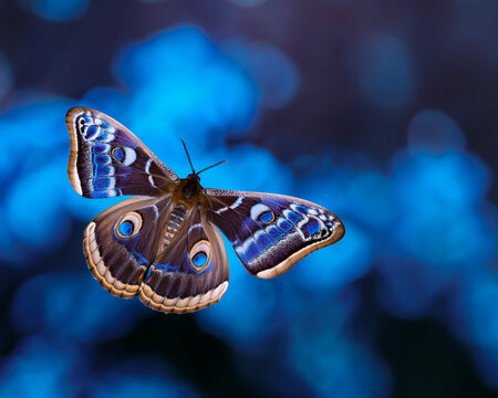Ein blauer fliegender Schmetterling