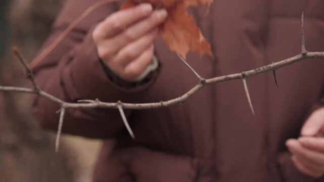 Closeup maple leaf caught on branch, person in brown coat carefully lifts leaf from thorny twig with cautious hands, nostalgic mood, textured decay and soft filmic grain, intimate study of seasonal