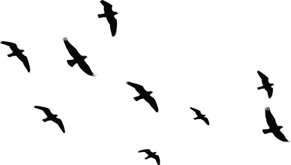 Obraz premium Black Birds Flying in Flock Isolated on White Background