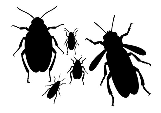 Black Beetle Silhouettes on White Background