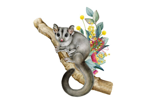 Watercolor sugar glider on a tree branch with wildflowers and foliage isolated. Hand drawn Australian wildlife png illustration for nursery decor, childrens products, nature branding and stationery.
