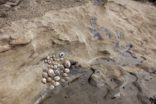 Limpets cling to the exposed rocks of tidal pools on Vancouver Island's Botanical Beach, where low tide exposes tidal pools and crevices full of marine life. 