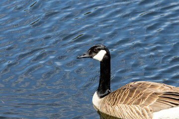 Fototapeta premium La Tuque, Quebec, 16 May 2026 : A Canada goose swims in profile on rippled blue water