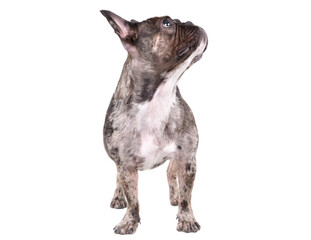 Fototapeta premium Сurious French bulldog standing looking away isolated on white background