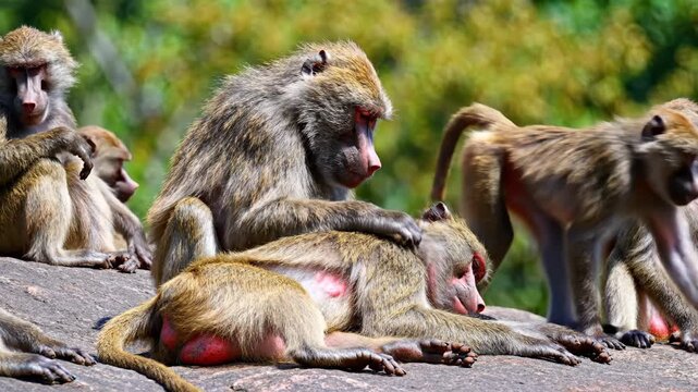 Social Baboon Interaction with group grooming on sunlit rock in natural habitat ideal for wildlife documentaries and educational nature content.
