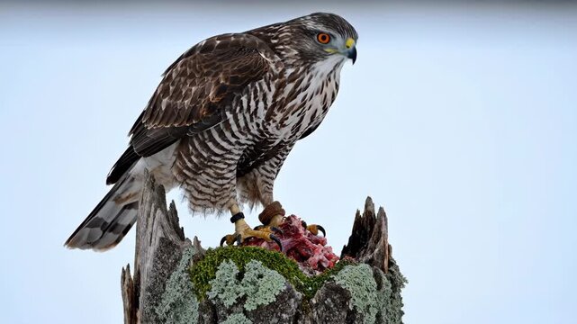 Majestic Northern Goshawk feeding on raw meat atop a mossy tree stump against a soft blue background ideal for wildlife documentaries and educational nature content.