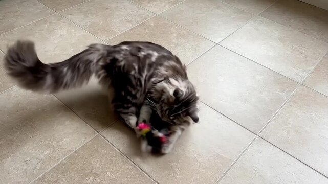 Playful Maine Coon Cat hunting a colorful feather teaser toy on a tiled floor ideal for pet care advertisements, animal behavior blogs, and domestic lifestyle content.
