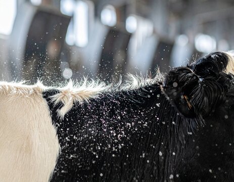 Cooling water mist falling on a dairy cow back with blurred barn fans. A concept of heat stress mitigation.