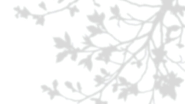 Dappled light filters through branches, casting leaf shadows diagonally across the wall. Natural foliage overlay creates patterns with sunlight rays and tree shade effect on a transparent background.