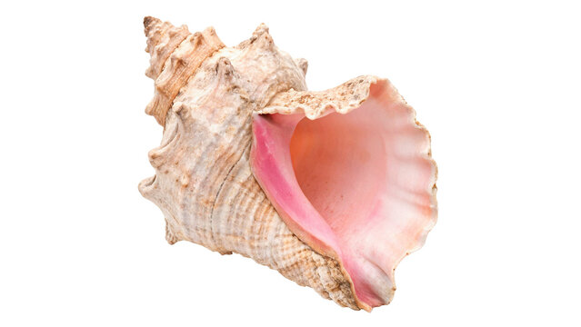 Beautiful natural pink lambis conch sea shell ocean isolated on transparent background