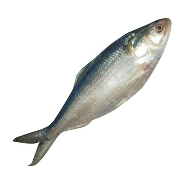 Tenualosa ilisha Fish Stock Photo
