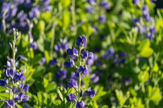 Purple blue false indigo Baptisia australis flowers stand above green leaves. The soft bokeh image shows pea like blossoms in spring shade.