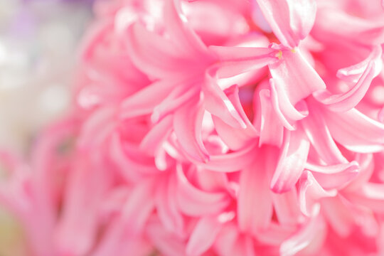 Soft pink petals with a dreamy, blurred effect, creating a delicate and ethereal mood.