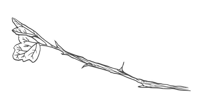 Vector hand drawn botanical sketch of thorny branch with leaves isolated on white background