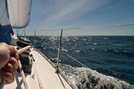 Segelt&ouml;rn auf der Ostsee