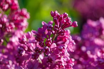 Obraz premium Close-up of lilac flowers in nature