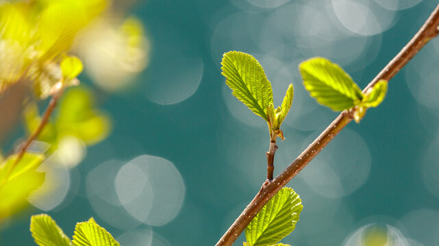 Close-up of young leaves on a twig with bokeh background