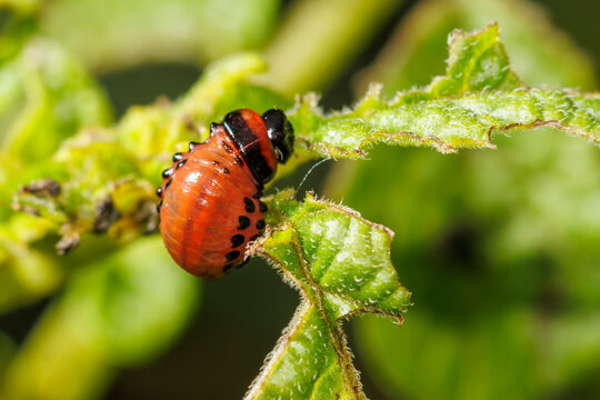 Colorado potato beetle eating potato leaves in the garden. Close-up