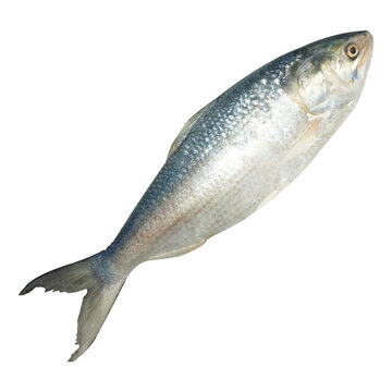 Tenualosa ilisha Fish Stock Photo