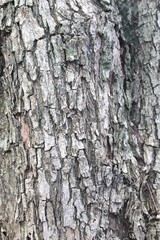 Fototapeta premium Detailed tree bark texture natural background.
