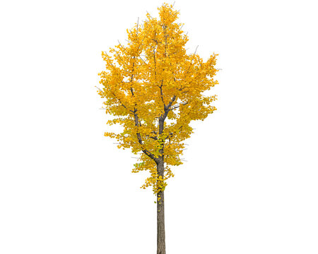 Vibrant yellow isolated ginkgo tree in autumn