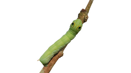 Green Pergesa Hawkmoth Caterpillar (Pergesa acteus) on Twig on Transparent Background © Ari