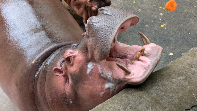 The hippo opens its mouth to feed on vegetables. A piece of carrot flies into the hippopotamus's mouth.
