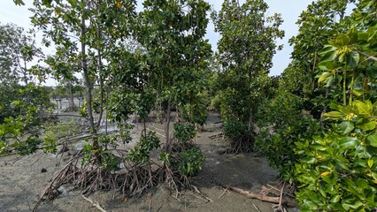 Fototapeta premium Mangrove trees at low tide.