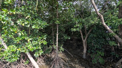 Fototapeta premium Mangrove trees at low tide.